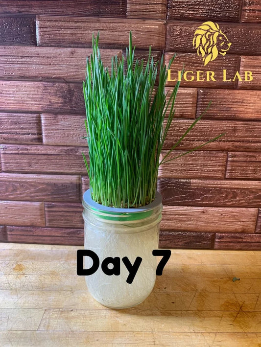 Micro Green and Wheatgrass Farm