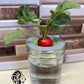 Jar Farms - 7 Growing Lids
