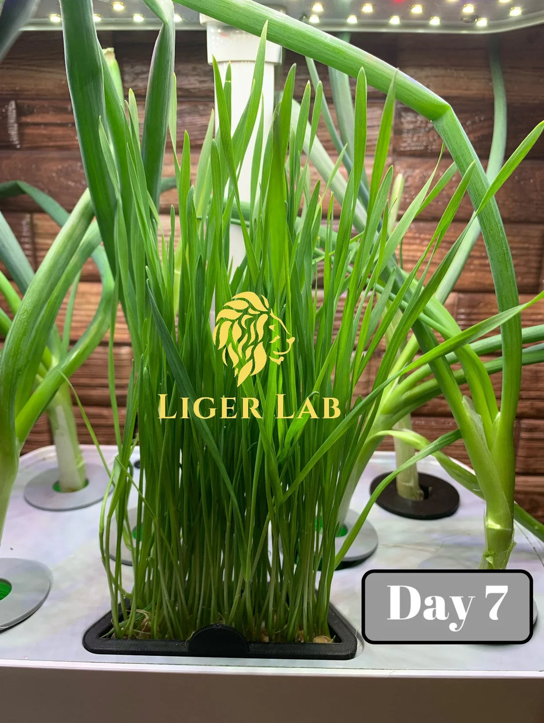 Micro Green and Wheatgrass Grower for AeroGarden Harvest