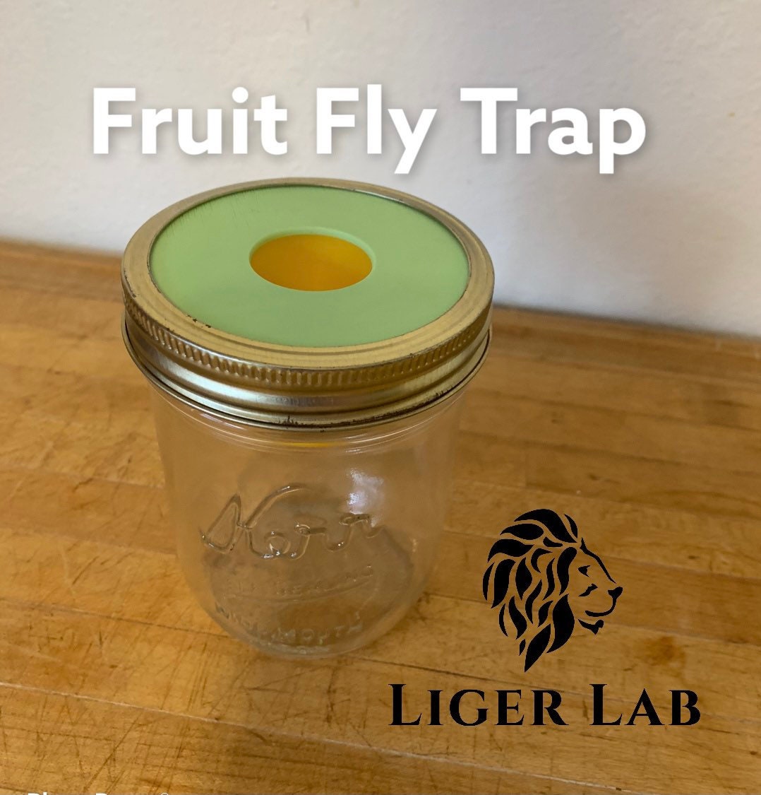 Fruit Fly Traps - 1 Large Cone