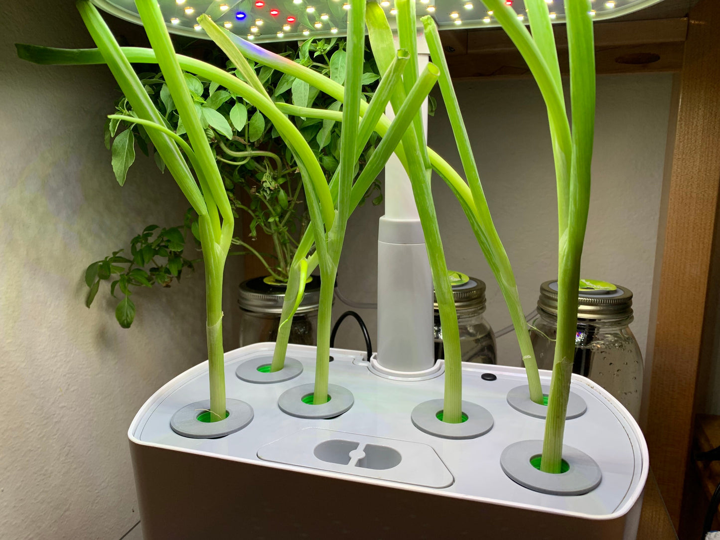 Green Onion Aerogarden Pods